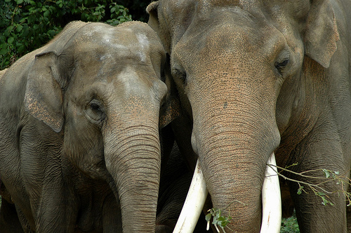 Afbeelding van twee olifanten