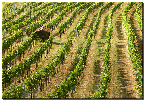 Afbeelding van een wijngaard